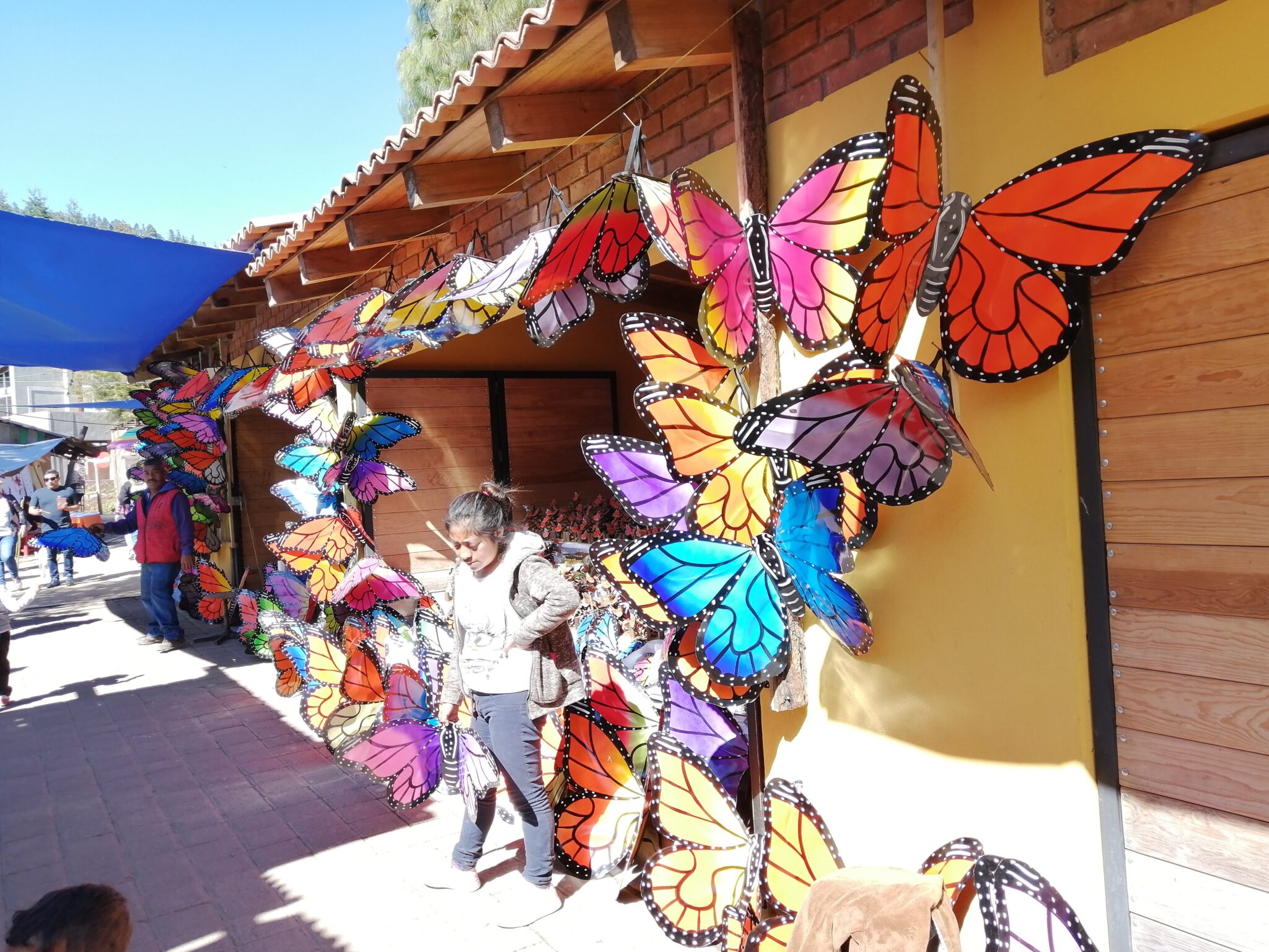 【メキシコ】アンガンゲオの幻の蝶、オオカバマダラの森へ! 飛んでアフリカ 旅して中東