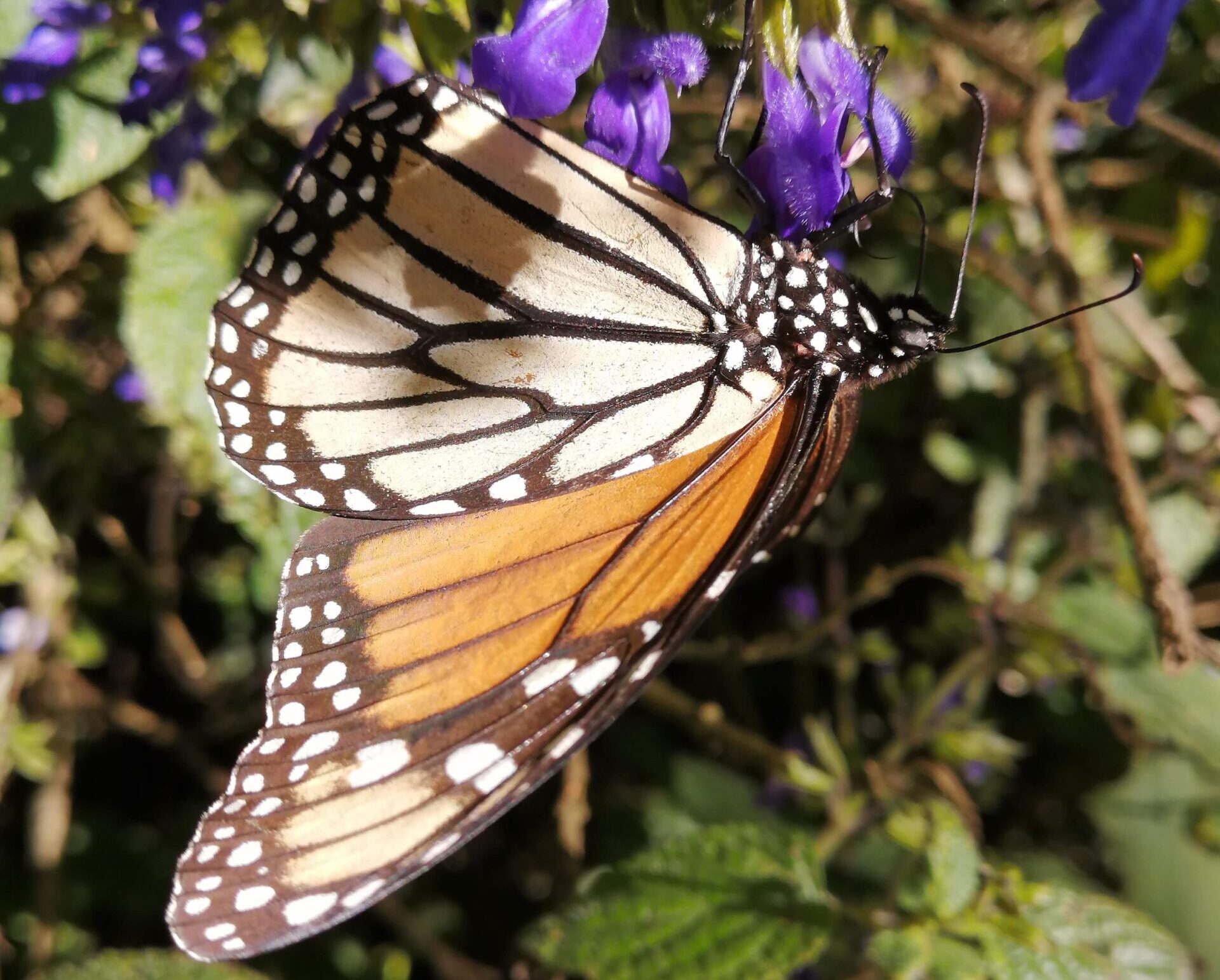 アンガンゲオの蝶
